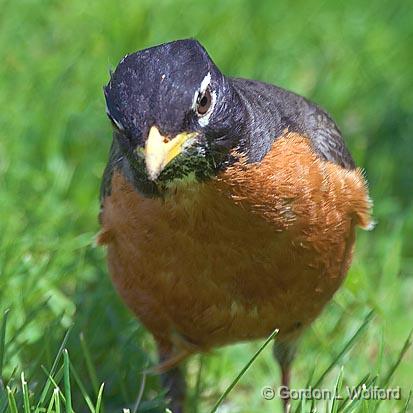 Robin Closeup_48958.jpg - Photographed in Ottawa, Ontario - the capital of Canada.